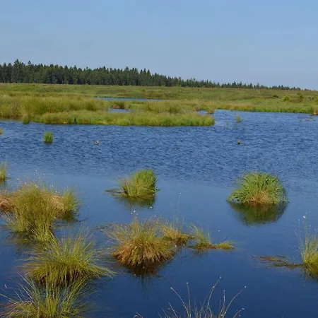 Cherry Trees In Blossom *