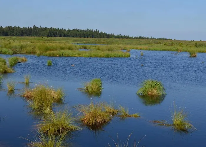 Cherry Trees In Blossom *