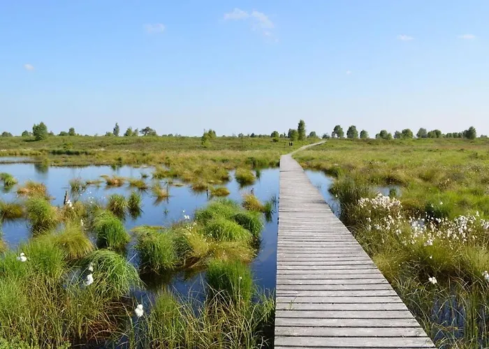 Cherry Trees In Blossom *