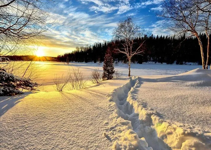 Cherry Trees In Blossom
