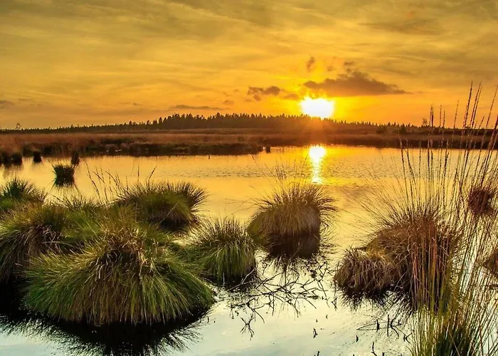 Cherry Trees In Blossom