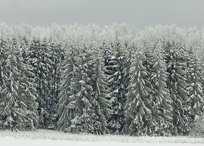 Cherry Trees In Blossom Μονσάου